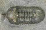 Morocconites Trilobite Fossil - Ofaten, Morocco #323384-1